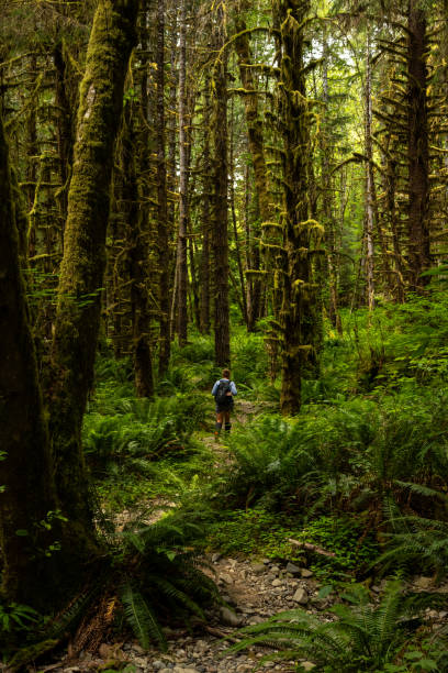 istock Hiker Walks Down Rocky Trail Among The Towering  Moss Covered Trees 2139377254