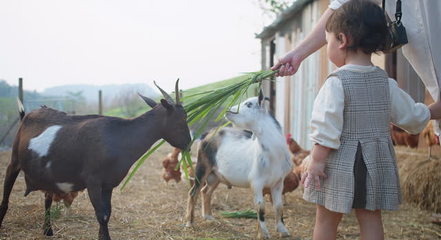A cute child girl and mother feeding a goat with some grass at countryside rural scene, kid family agriculture famer concept