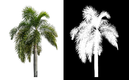 Green palm tree isolated on white background with clipping path and alpha channel on black background.