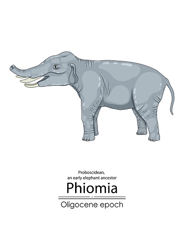 Phiomia, an early elephant ancestor from the Oligocene epoch, with nasal bones and a very short trunk.