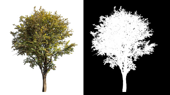 tree on white background with clipping path and alpha channel on black background.