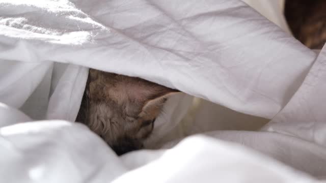 Cute kitten playing on the bed, hiding with white sheet, playful, enjoy. mischief funny domestic cat, pets
