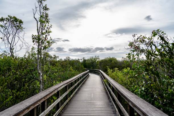 istock Everglades near the Trail 2139432720