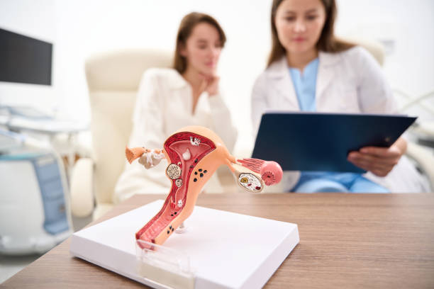 Uterus model with blurred doctor showing to woman patient her examining results Selective focus of uterus model on table with blurred background of female doctor showing to woman patient her examining results in clinic. Concept of pregnancy and maternity uterus stock pictures, royalty-free photos & images