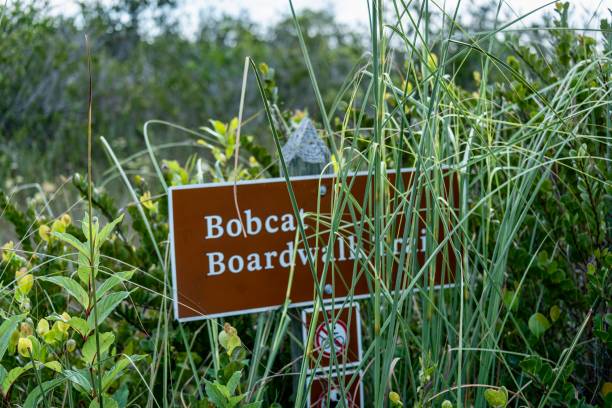 istock Everglades near the Trail 2139434744