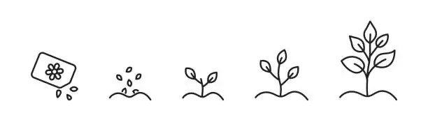 Vector illustration of Plant growing in process. Phases plant growing. Vector