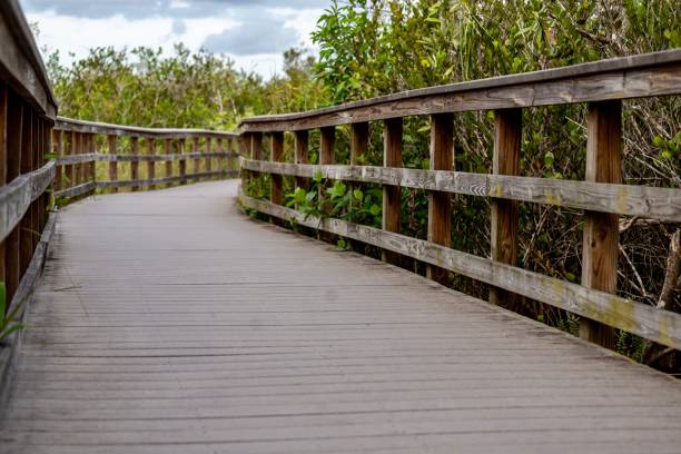 istock Everglades near the Trail 2139435904