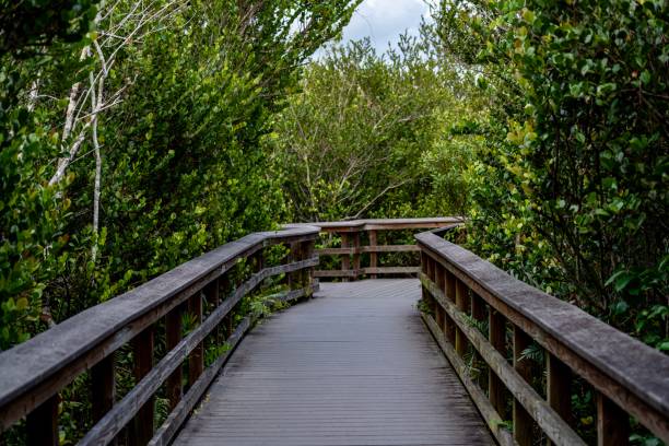 istock Everglades near the Trail 2139435909