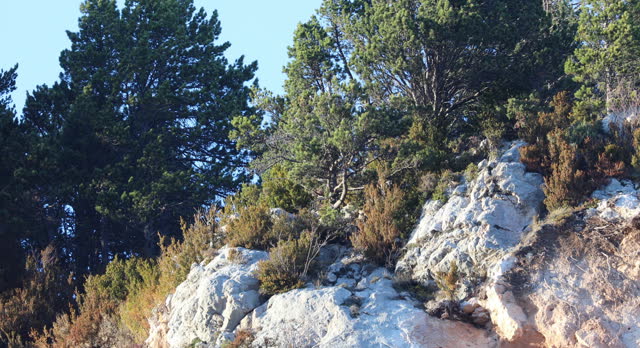 Rupicapra pyrenaica climbig on rocks, in a landslide in  Serra de Mata-Rodona
