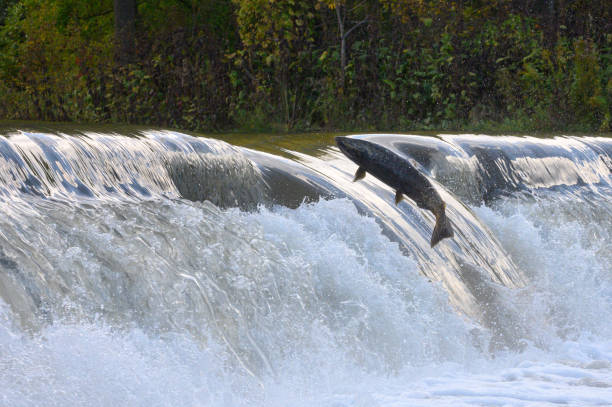 istock Salmon Run on the Humber River at Old Mill Park in Canada 2139443036