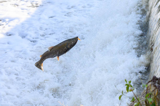 istock Salmon Run on the Humber River at Old Mill Park in Canada 2139443042
