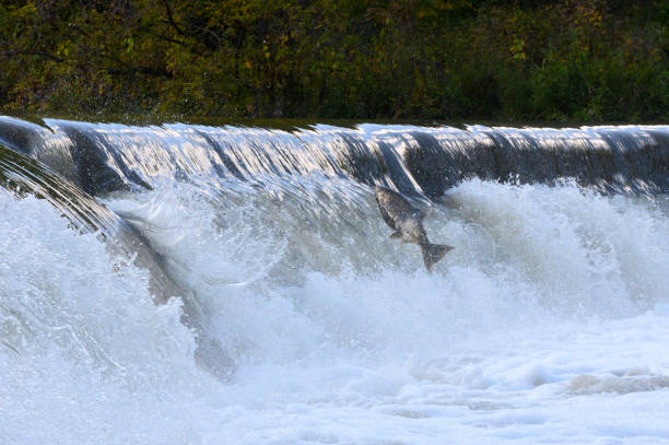 istock Salmon Run on the Humber River at Old Mill Park in Canada 2139443043