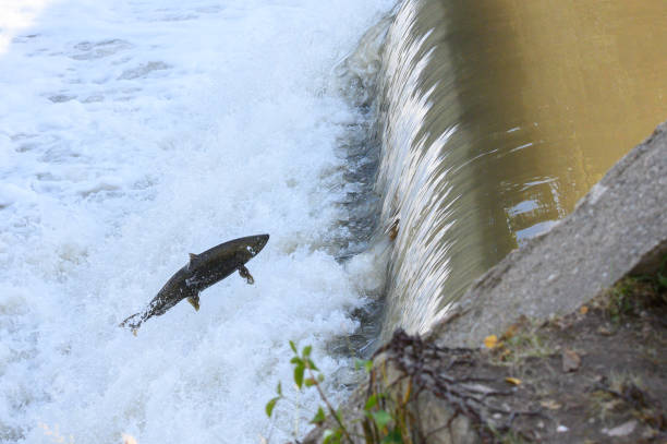 istock Salmon Run on the Humber River at Old Mill Park in Canada 2139443044