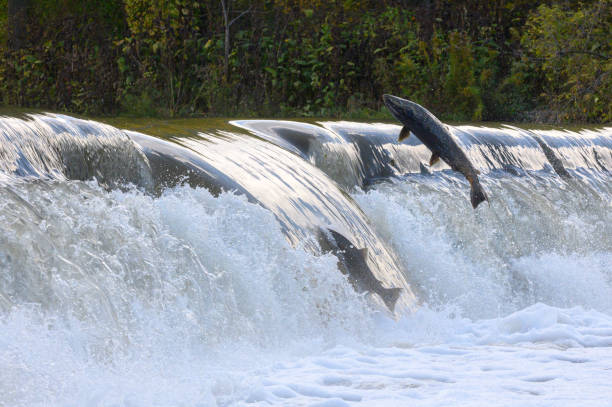 istock Salmon Run on the Humber River at Old Mill Park in Canada 2139443047