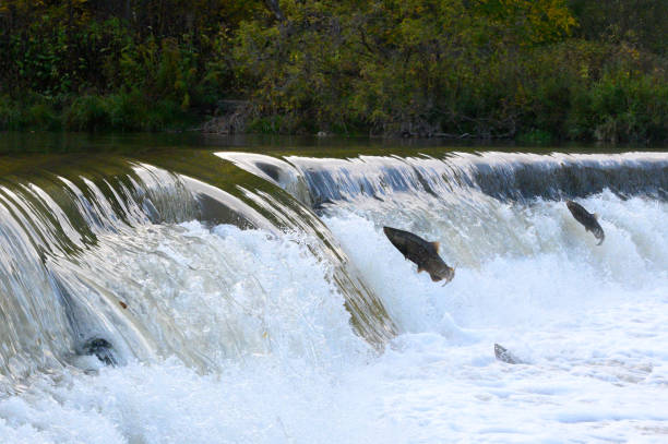 istock Salmon Run on the Humber River at Old Mill Park in Canada 2139443049