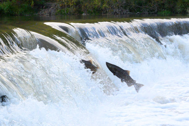 istock Salmon Run on the Humber River at Old Mill Park in Canada 2139443050