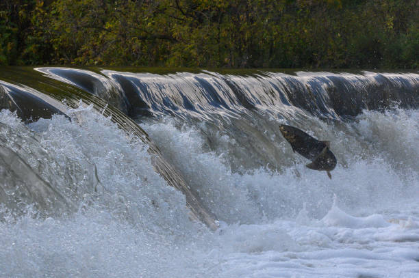 istock Salmon Run on the Humber River at Old Mill Park in Canada 2139443053