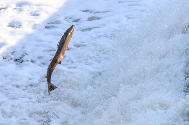 Toronto, On, Canada  - October 20, 2023: Salmon Run on the Humber River at Old Mill Park in Canada