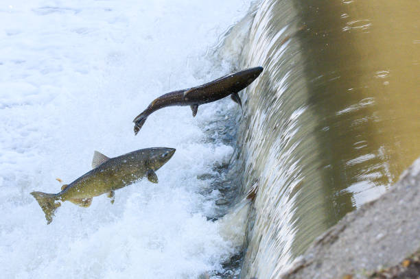 istock Salmon Run on the Humber River at Old Mill Park in Canada 2139443058