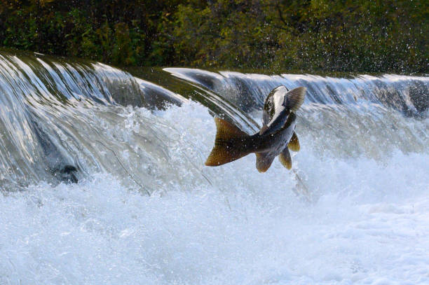 istock Salmon Run on the Humber River at Old Mill Park in Canada 2139443059