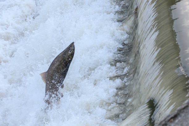 istock Salmon Run on the Humber River at Old Mill Park in Canada 2139443060