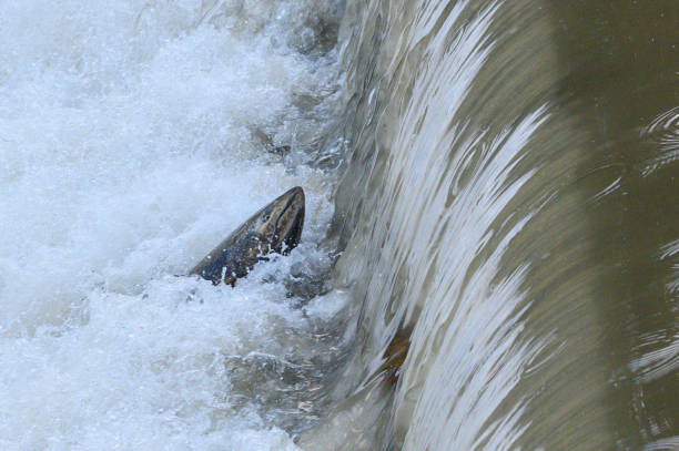 istock Salmon Run on the Humber River at Old Mill Park in Canada 2139443202