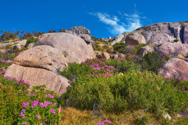 boulders and wilderness - straggling imagens e fotografias de stock