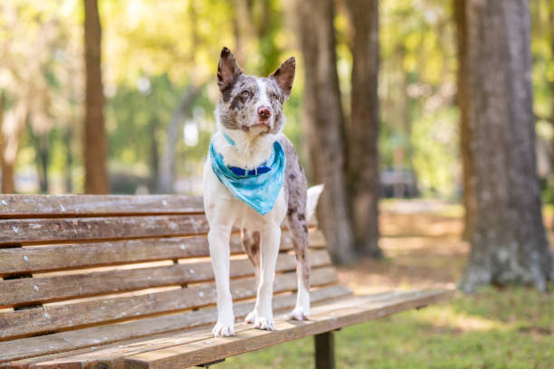 istock Cattle dog and border collie mix 2139466857