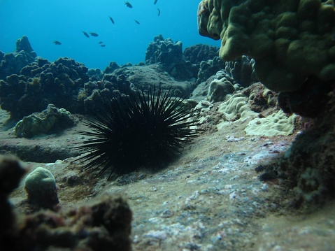 Urchin on Na Pali Coastal Reef, Kauai, HI
