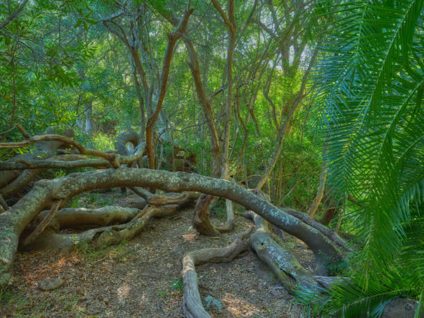 Flowers, plants and trees in Kirstenbosch Botanical Gardens in Cape Town, South Africa,