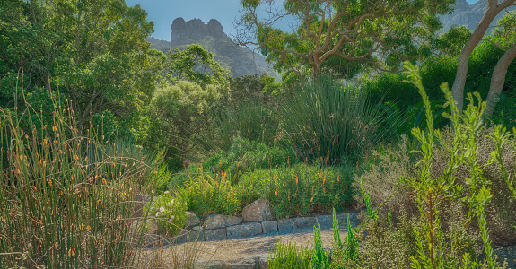 Flowers, plants and trees in Kirstenbosch Botanical Gardens in Cape Town, South Africa,