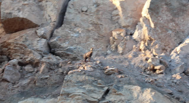 Rupicapra pyrenaica climbig on rocks, in a landslide in  Serra de Mata-Rodona