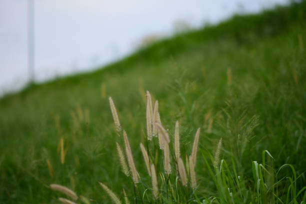 Green flower fields in the rainy season