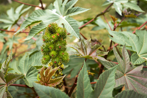 Seeds and green leaves of Ricinus communis for industrial oil production
