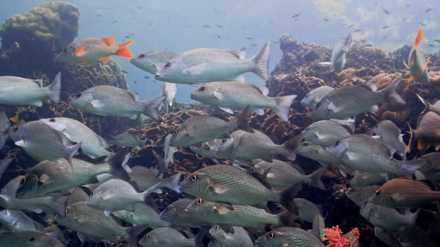 Clear underwater view of silvery fish in shoal swimming around the reef with sargasso falling down
