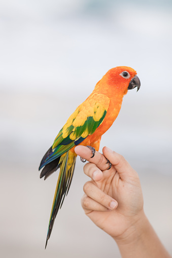 A Colorful Sun Conure Bird in Palm Beach, Florida at Sunset in the Spring of 2024