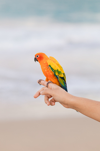 A Colorful Sun Conure Bird in Palm Beach, Florida at Sunset in the Spring of 2024