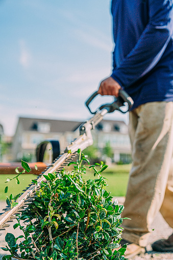 Low Angle View of a Hispanic Man Using a Hedge Trimmer on Small Bushes at a Park