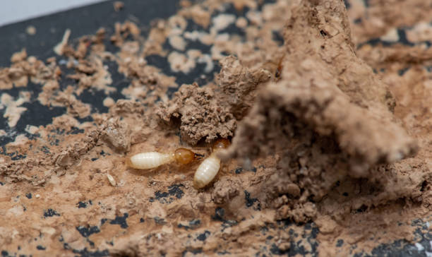 istock Close up of Termites Eating wood, (Termite damage house) 2139566807