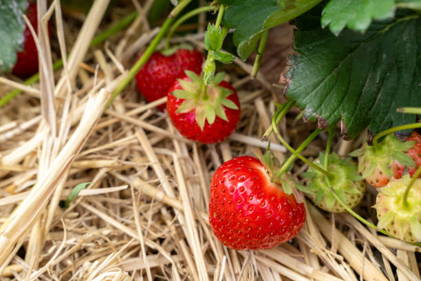 istock Fresh red strawberries in the field 2139571555
