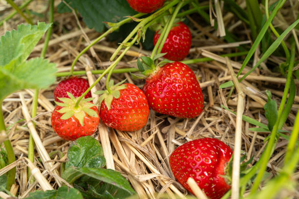 istock Strawberries in the farm ground 2139572579