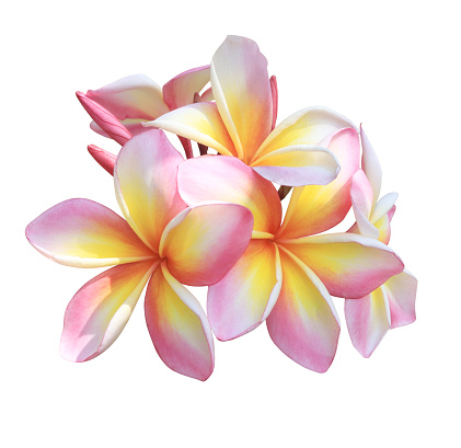 Plumeria or Frangipani or Temple tree flower. Close up single pink-yellow plumeria flowers bouquet isolated on white background.