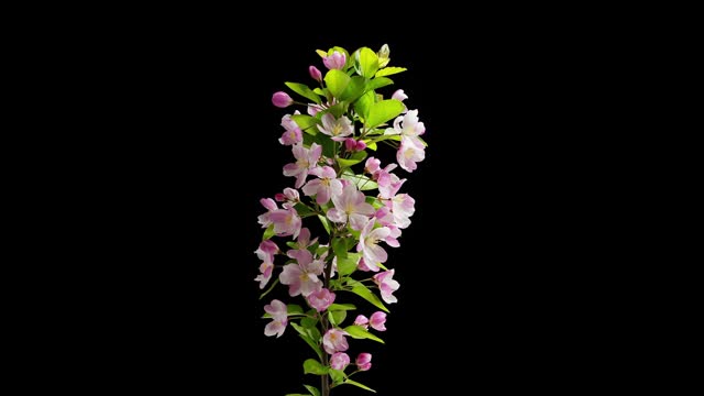 Spring flowers bloom. Timelapse shot of malus spectabilis blossoming flowers on black background.