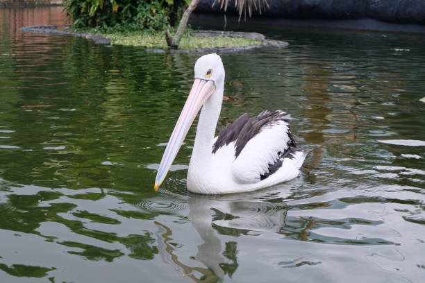 istock Australian pelican (Pelecanus conspicillatus) floating on water. 2139703935