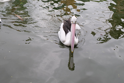 Australian pelican (Pelecanus conspicillatus) floating on water. Australian pelican is a large waterbird in Pelecanidae Family. Bird in natural environment.