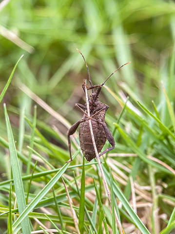 Portrait of the Walangsangit (Leptocorisa acuta Thunberg) among the grass, which is a plant pest