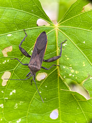 Portrait of the Walangsangit (Leptocorisa acuta Thunberg) among the grass, which is a plant pest