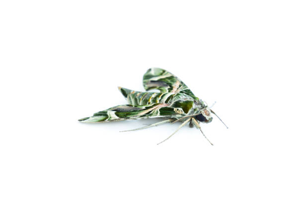 Daphnis nerii, The oleander hawk-moth or Army green moth isolated on​ white​ background​,  Green butterfly, Night butterfly