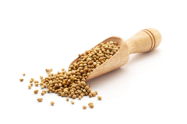 istock A wooden scoop filled with Organic Coriander (Coriandrum sativum) seeds. 2139793169