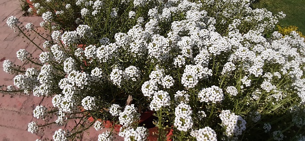 Lobularia Maritima is a Brassicaceae family low-growing flowering plant. It is also known as Sweet Alyssum. The native place of this flowering plant is Canary Island.